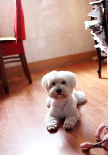 幼犬期的狗宝宝磨牙的原因 - 百科教程网_经验