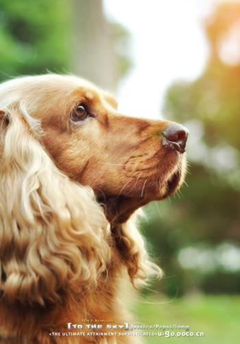 【金毛犬训练】专家教你如何训练金毛犬 - 百科