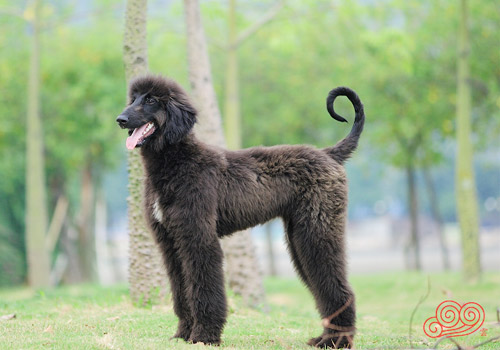 给宠物狗美容的四个小贴士 - 百科教程网_经验