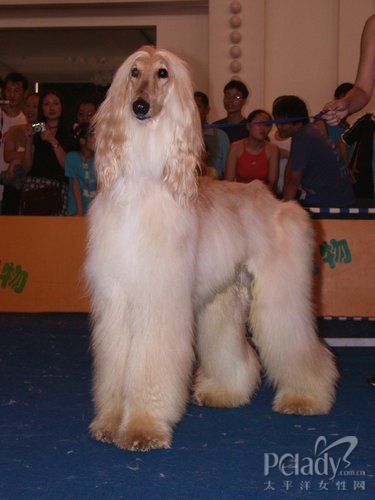 关于 狗狗出入境 的知识须知 - 百科教程网_经验