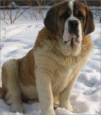 圣伯纳母狗饲养 - 百科教程网_经验分享平台[上