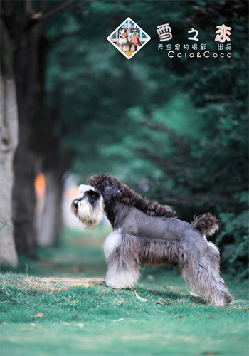 宠物狗服从训练的正确周期 - 百科教程网_经验