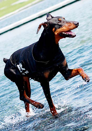 宠物狗脂肪瘤手术前的准备 - 百科教程网_经验