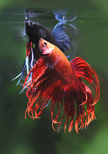 影响鱼药功效作用六个因素 - 百科教程网_经验