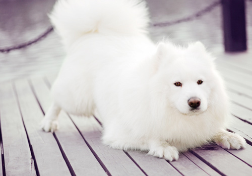 用奖励方式训练宠物狗坐下 - 百科教程网_经验