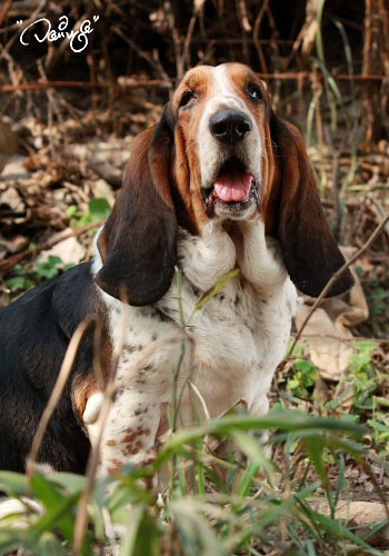 训练宠物狗保持趴下的姿势 - 百科教程网_经验