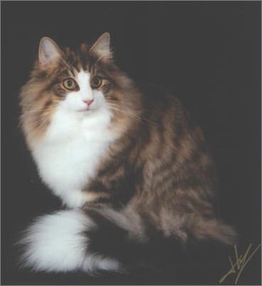 宠物大全:挪威森林猫的详细资料 - 百科教程网_经验分享平台[上学吧经验教程频道]