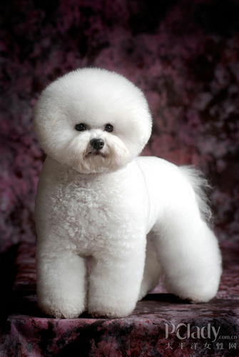 茶杯贵宾犬也通过警犬考试 - 百科教程网_经验