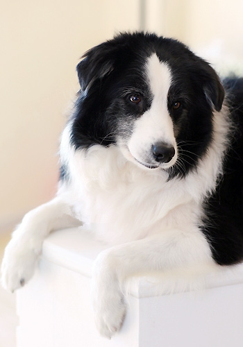 宠物狗延缓训练的训练方法 - 百科教程网_经验