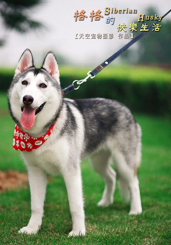 狗机巴是什么样子图片 馒头是什么狗 什么狗最