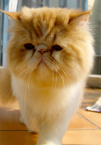 宠物猫的多渴多尿的尿崩症 - 百科教程网_经验