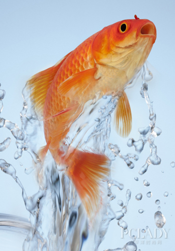 金鱼幼鱼期饲养的注意事项 - 百科教程网_经验