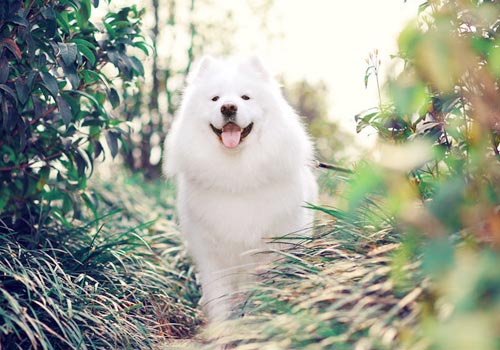 主人应该每天与宠物狗玩耍 - 百科教程网_经验