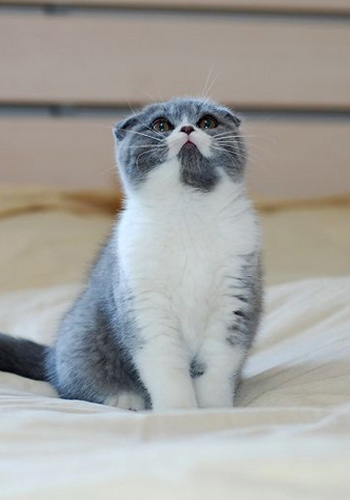 养猫者须知宠物猫猫的寿命 - 百科教程网_经验