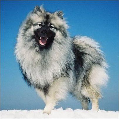 宠物大全:荷兰毛狮犬详细资料 - 百科教程网_经