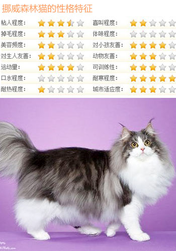 【挪威森林猫价格】_挪威森林猫全国各地价钱调查