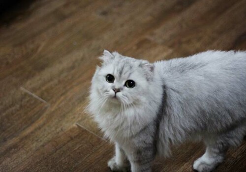 养猫咪需要准备的八样东西 - 百科教程网_经验分享平台[上学吧经验教程频道]