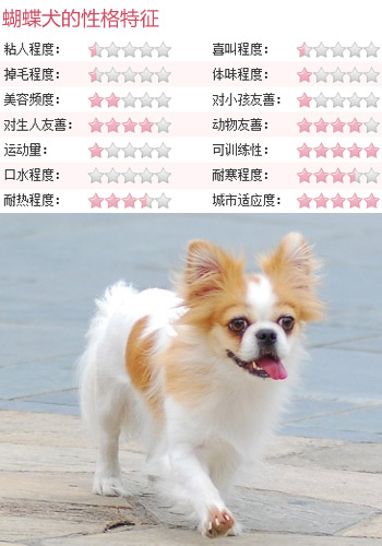 蝴蝶犬