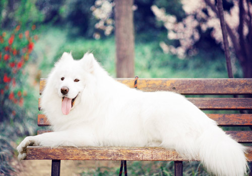 用替代品训练宠物狗不乱咬 - 百科教程网_经验