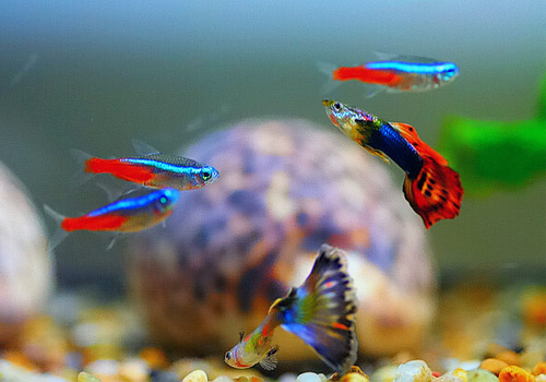 三招教你挑选合格的热带鱼 - 百科教程网_经验