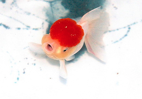 水族箱实用观赏布景三妙招 - 百科教程网_经验