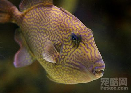 新手养鱼十八法则 - 百科教程网_经验分享平台