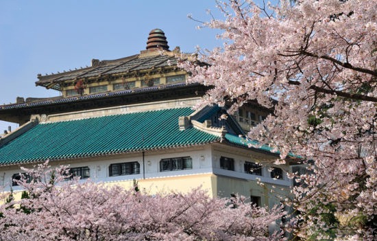 于是,著名的武大樱花花期到来之时,成千上万的游人涌向东湖畔的珞珈山