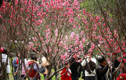 南京梅花节 梅花山上花似海 南京赏梅好去处