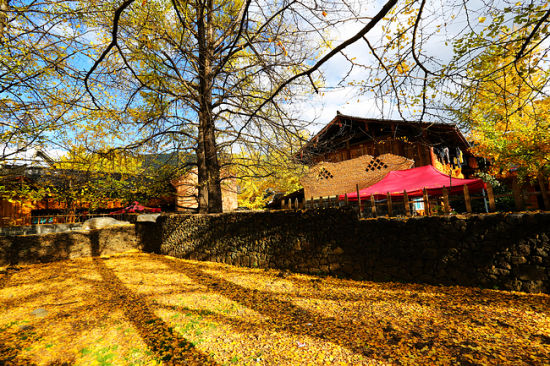 云南腾冲:江东银杏村的金色诱惑 - 百科教程网_经验分享平台[上学吧经验教程频道]