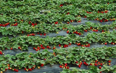 2014北京哪里可以摘草莓 最详细摘草莓攻略推