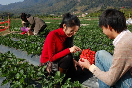 广州南昆山白水寨 采摘草莓乐游园 - 百科教程