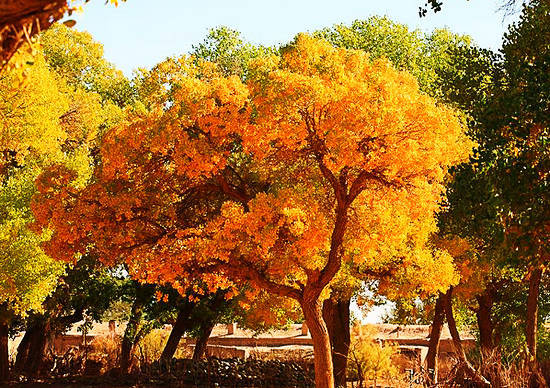 西北秋日一幅水彩画 捕捉短暂的美色 - 百科教