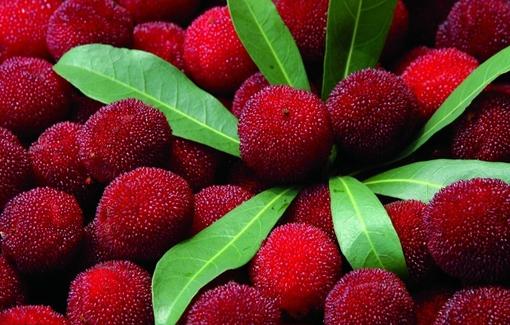 夏至杨梅满山红 江浙沪杨梅采摘地点全攻略 - 