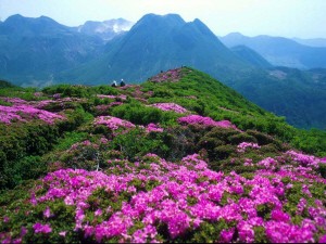 云南高黎贡山:漫山杜鹃火红似火(图)