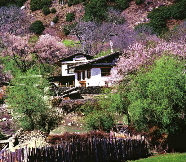 2014林芝桃花节攻略:赏花花期、观赏路线、相