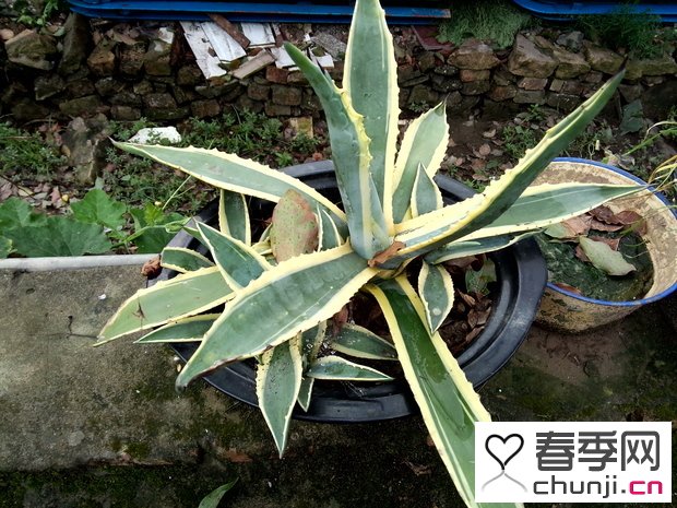 这样的芦荟可以吃吗? - 百科教程网_经验分享平