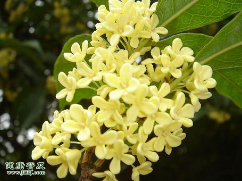 桂花也美容 盘点桂花的功效和作用 - 百科教程