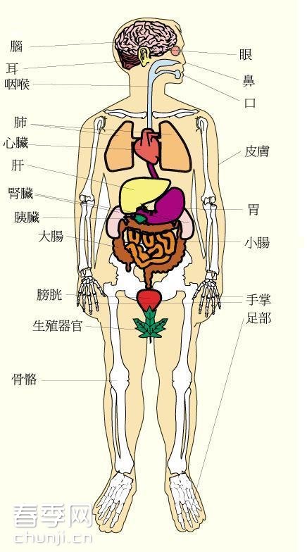 身体器官到底有哪些?