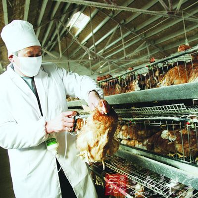 荷兰南部暴发禽流感 不确定是否为H5N8型 - 百