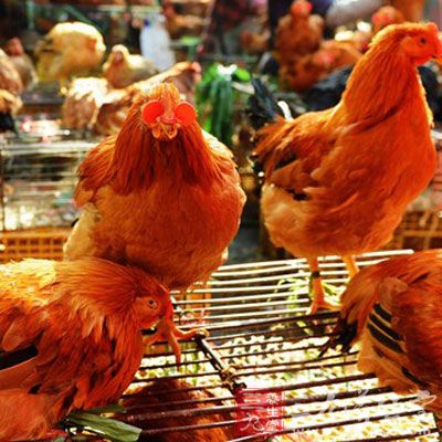 台湾9县市270处养殖场爆发H5亚型禽流感 - 百