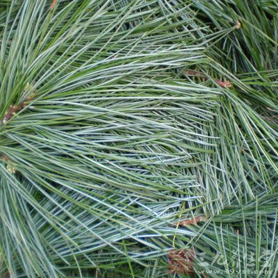 松针茶的功效与作用 松针茶竟是这样的效果 -