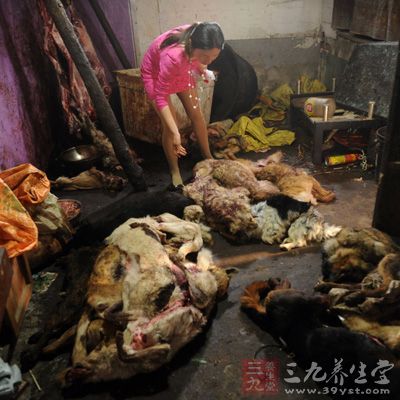 洛阳一屠狗黑窝点被查 宠物狗被杀死煮肉 - 百