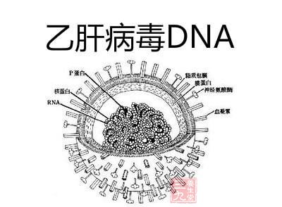 PNAS重大成果 乙肝治愈现曙光 - 百科教程网_