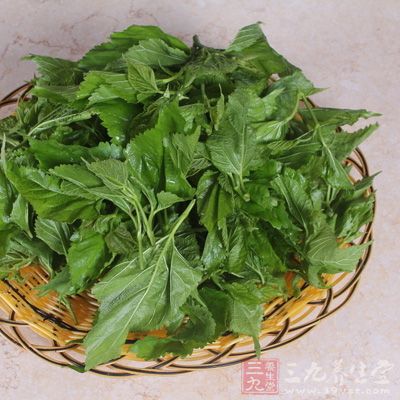 桑叶泡水喝的禁忌图片