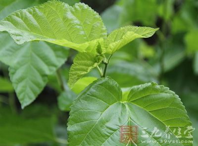 桑叶的副作用 桑叶泡茶有哪些禁忌 - 百科教程