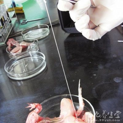 曼氏裂头蚴是迭宫绦虫的一种幼虫