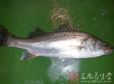 鲈鱼是海鱼吗 鲈鱼有哪些功效和作用