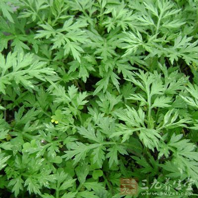 艾叶的功效与作用 艾叶治疗疾病的秘方 - 百科