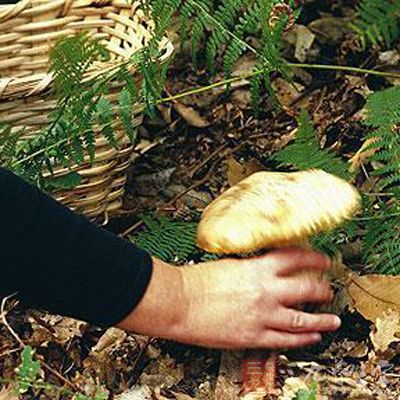 一盘野生毒蘑菇撂倒一家人 - 百科教程网_经