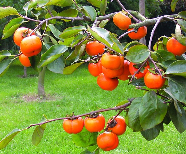 吃柿子的五大好处 - 百科教程网_经验分享平台